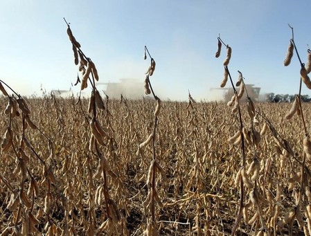 Le blé US creuse ses pertes